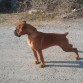 LEO con 4 meses y 3 semanas..cachorron..!!